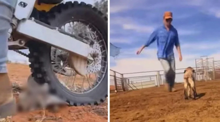 NSW Man Charged with Animal Cruelty After Disturbing Footage Surfaces