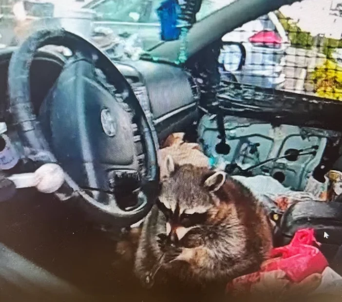 Ohio Woman Arrested After Pet Raccoon Found Holding Meth Pipe During Traffic Stop