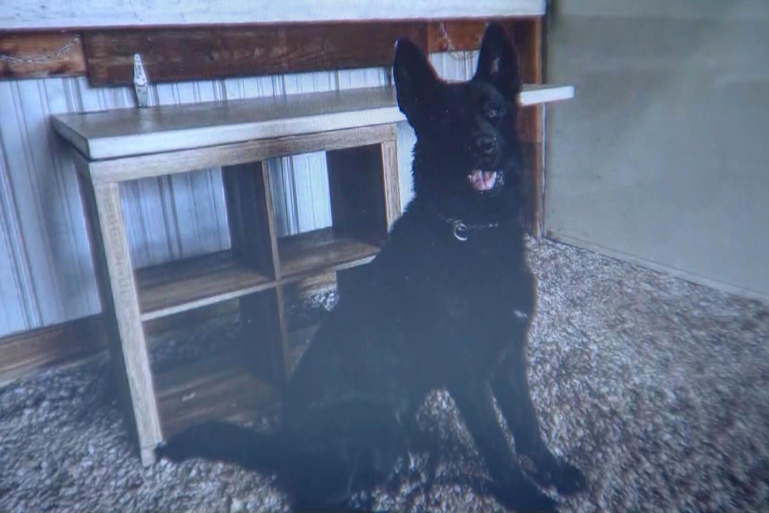 Police Dog Attack Kills Police Chief’s Daughter