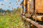 Police officers surrounded by bees during Massachusetts eviction incident