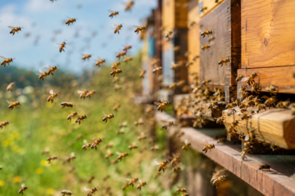 Police officers surrounded by bees during Massachusetts eviction incident
