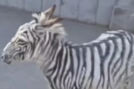 Escaped Zebra in Armenia