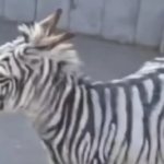 Escaped Zebra in Armenia