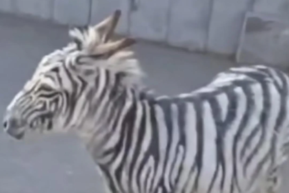 Escaped Zebra in Armenia