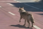 Man Faces Prison After AI-Generated “Wolf in City”