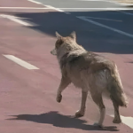 Man Faces Prison After AI-Generated “Wolf in City”