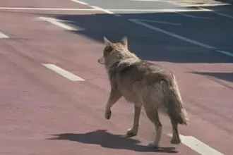 Man Faces Prison After AI-Generated “Wolf in City”