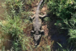 Massive Crocodile Airlifted After Human Remains Found Inside in South Africa