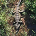 Massive Crocodile Airlifted After Human Remains Found Inside in South Africa