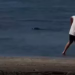 Rich Tourist Attacks Endangered Seal in Hawaii and Says “I’m Rich”