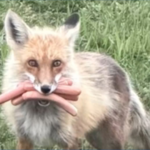 fox steals hot dogs
