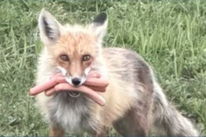 fox steals hot dogs